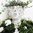 kl. Pflanztopf H18cm Frauen Pflanz kopf Garten Büste Blumen Topf schale Übertopf wetterfes