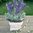Lavendel 30 cm -im Topf- künstliche Blumen Kunstpflanzen Kunstblumen Textilpflanze