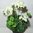 Setpreis 4 Stück - Geranie 42 cm weiß - mit Topf- künstliche Blumen Kunstpflanzen Kunstblumen