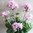 Geranie 42 cm weiß_rosa- mit Topf- künstliche Blumen Kunstpflanzen Kunstblumen