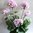 Setpreis 4 Stück - Geranie 42 cm weiß_rosa- mit Topf- künstliche Blumen Kunstpflanzen Kunstblumen