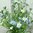 1x Vergißmeinnicht Bündel 12-f Kunstblume Kunstpflanze künstliche Blumen Blume