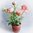 Ranunkel 30cm apricot m.Topf künstliche Blume Pflanze Kunstpflanzen Kunstblumen