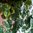 künstlicher Efeubusch / Weinlaub 80 cm künstliches Efeu Efeuranke Kunstpflanzen