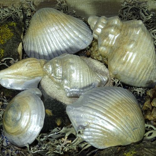 2x Kiste Deko Muscheln - Muschel Maritim - Bastelmuscheln Muschelmix Sea shells