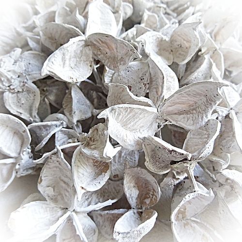 Naturmaterial Cotton Pods 150 g weiß Deko getrocknete Baumwoll Knospen