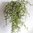 Sprengeri Ranke 50 cm- Asparagus Busch künstliche Pflanze Kunstpflanzen hängend