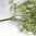Sprengeri Ranke 50 cm- Asparagus Busch künstliche Pflanze Kunstpflanzen hängend