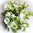 Schneerose 58cm weiß creme - Deko künstliche Rose Blume Kunstblumen Kunstpflanze