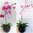 Orchidee 70cm im Topf  Deko künstliche Orchideen Topf Blumen Kunstpflanze Kunstblume