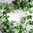 Efeugirlande 180 cm grün - Kunstpflanzen Kunstblumen künstliches Efeu Girlande