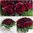 Rosen Blumen Strauß im Laubtopf 24 cm rot - Kunstblumen künstliche Rose Blume