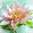 Nr.4 Seerose schwimmend rosa künstliche Teichrose Schwimm Blüte Blume Kunstblume