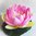 Nr 2 Seerose schwimmend rosa künstliche Teichrose Schwimm Blüte Blume Kunstblume
