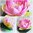 Nr 2 Seerose schwimmend rosa künstliche Teichrose Schwimm Blüte Blume Kunstblume
