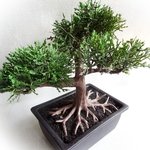 künstlicher Bonsai Baum - Kunstpflanze Zeder 20cm mit Topf - Kunstbaum Deko Baum