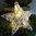 Leuchtstern Weihnachtsstern Deko Stern beleuchtet 20cm Weihnachten LED Batterie