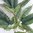 XL Farnzweig 68 cm - künstlicher Farn Blatt Busch Palme Palm Wedel Kunstpflanze