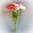 Ranunkel Strauß 35 cm weiß rosa gelb - Kunstblume künstliche Ranunkel Blume