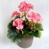 Geranie 25cm rosa ohne Topf - künstliche Blumen Kunstpflanzen Kunstblume