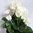 künstliche Geranie 33cm weiß -ohne Topf - Blumen Pflanze Kunstpflanzen Kunstblume