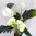 künstliche Anthurium im Topf 42 cm weiß Spathiphyllum Kunstpflanze Kunst Blume