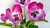 künstliche Stiefmütterchen 40 cm rosa pink - Hornveilchen Kunst Pflanze Blume