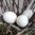 12 x große Gänseeier Ostern Eier Oster Deko Ostereier Hühner Gänse Ei
